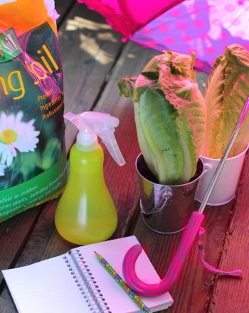 Why Do Plants Wilt?