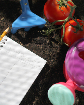 Pruning Tomato Plants