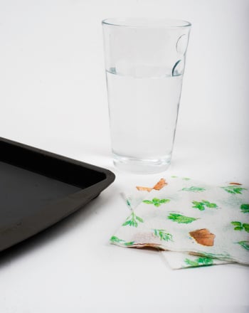 Hot Desert Plant Adaptations