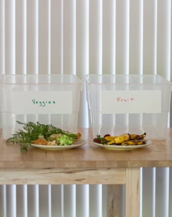 What Attracts Fruit Flies?