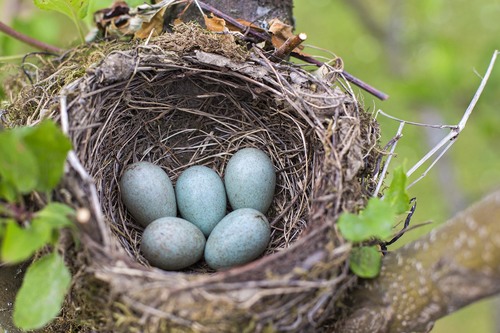Make Like a Bird and Nest