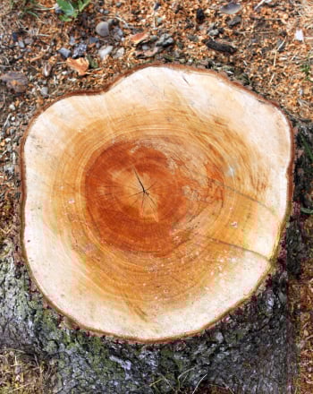 4th Grade Science Activities: Counting Tree Rings