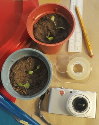 Plant Phototropism Experiment