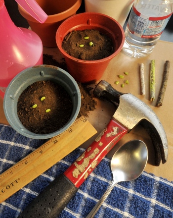 Best Fertilizer: The Effects of Fertilizer on Plant Growth