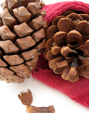 Gymnosperms: Pine Cone Experiment