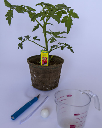 How Does Water Travel Up the Root of a Plant?