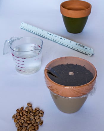 Will A Plant Still Grow Even When You Put Something On Top Of It?