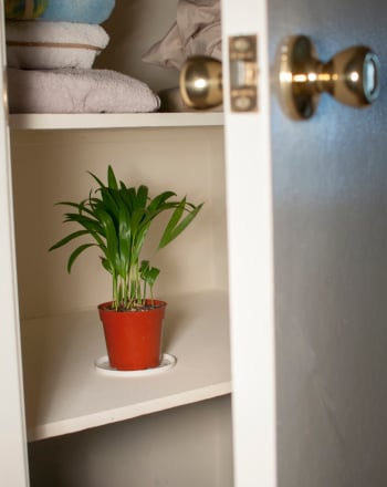 Can Plants Grow Without Sunlight or Water?