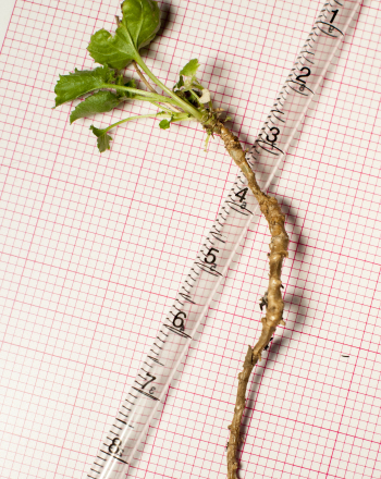 What is Plant Transpiration?