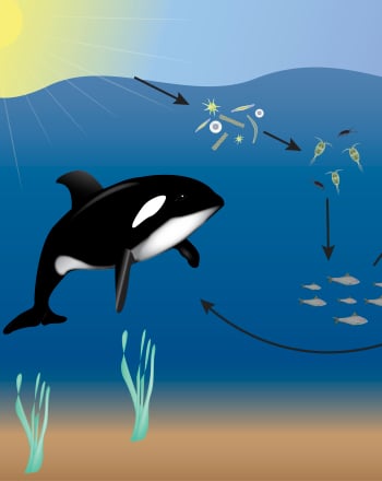 Ocean Food Web