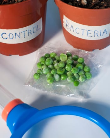 Symbiosis: Plants, Nitrogen, and Bacteria