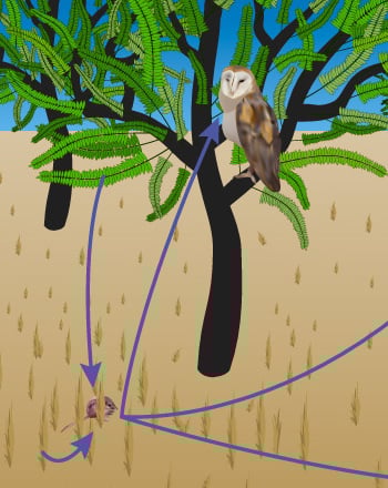 Desert Food Web