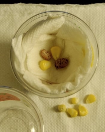 Corn Seed Germination
