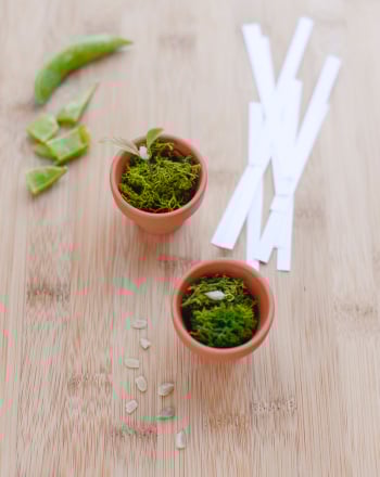 Growing Plants in Garbage