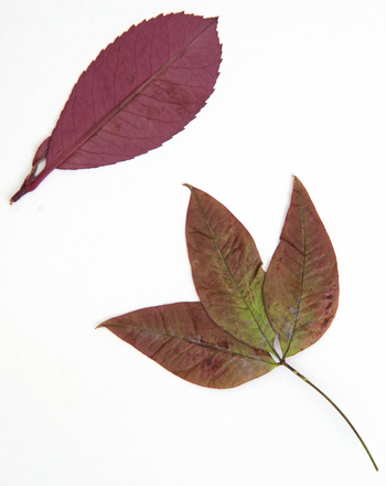 Create Pressed Leaf Cards