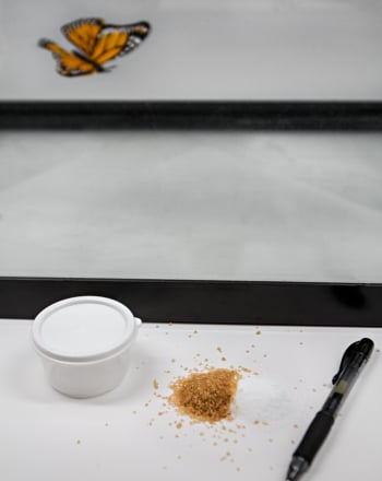 Do Butterflies Prefer Sugar Water, Salt Water, or Plain Water?