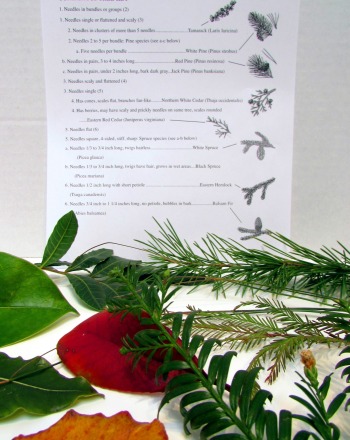 Using A Dichotomous Key To Identify Trees