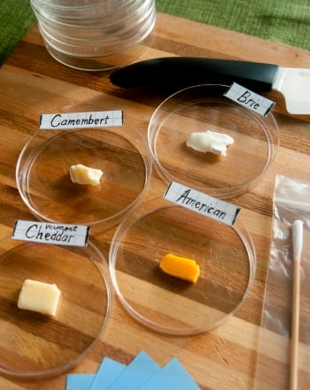 Which Cheese Grows Mold The Fastest?