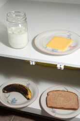 Which Food Will Mold the Fastest?