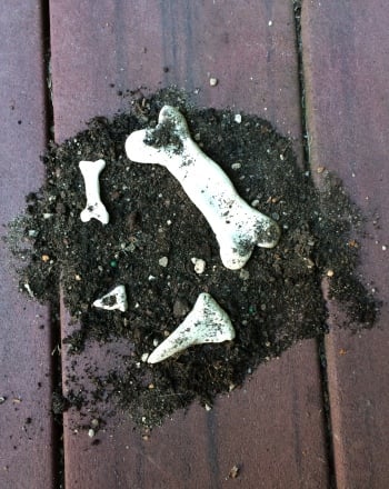 1st Grade root Activities: Find the Dino Bones!