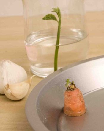 Can New Plants Be Made Without Seeds?
