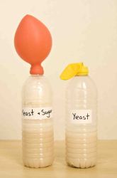 Can Yeast Ferment Polysaccharides as Efficiently as Disaccharides?