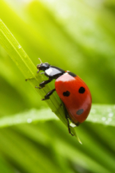 Where Did the Ladybug Get Her Spots?