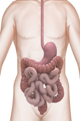 The Lipase-Bile Relationship in the Digestion of Fats & Oils (Lipids)