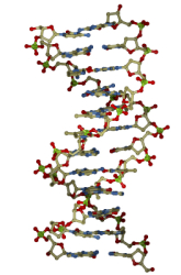 Will Irradiation Produce Mutations in Fruit Flies?