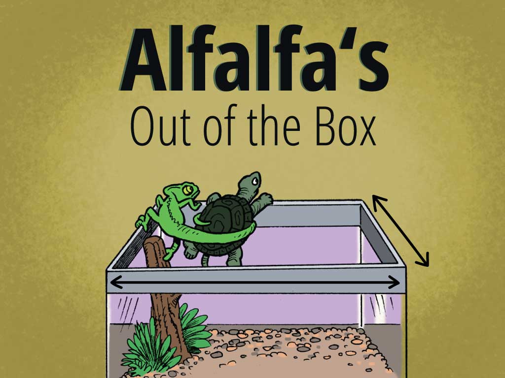 Alfalfa's Out of the Box: Perimeter, Area, and Addition