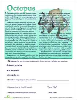 Octopus Facts