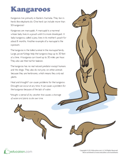 Kangaroos