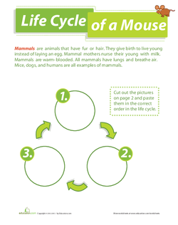 Life Cycle of a Mouse