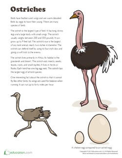 Ostriches