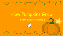 How Pumpkins Grow
