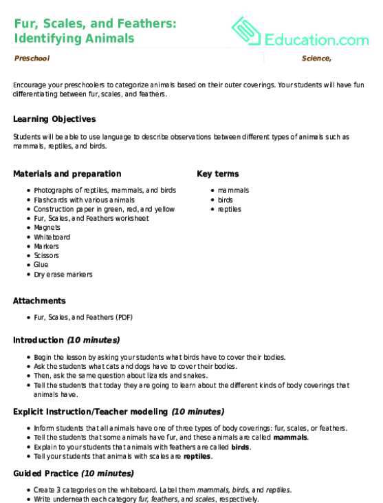 Fur, Scales, and Feathers: Identifying Animals