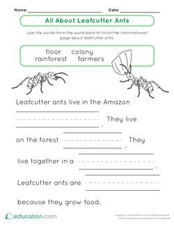 All About Leafcutter Ants