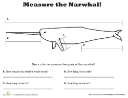 Measure the Narwhal