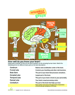 The Incredible Human Brain