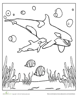 Adorable Orcas Coloring Page