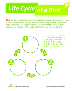 Life Cycle of a Bird