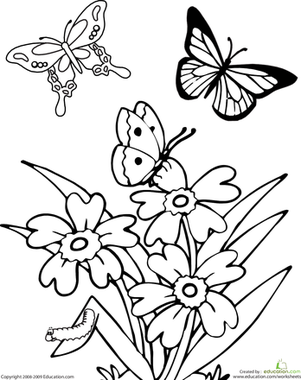 Butterfly Coloring Page