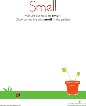Our Five Senses: Smell