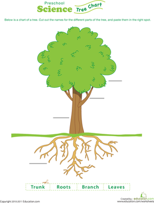 Test Your Tree Knowledge