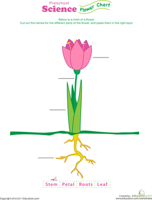 Complete a Flower Fill-In!