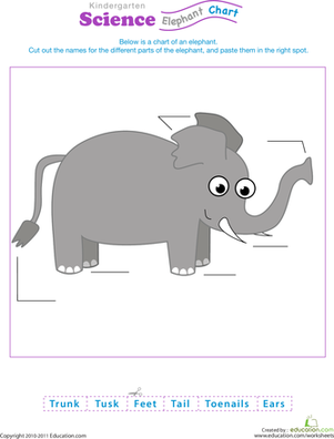 Animal Science: Elephant Anatomy