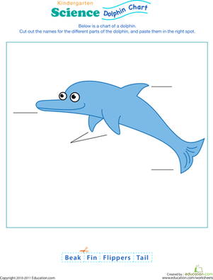 Dolphin Anatomy Chart