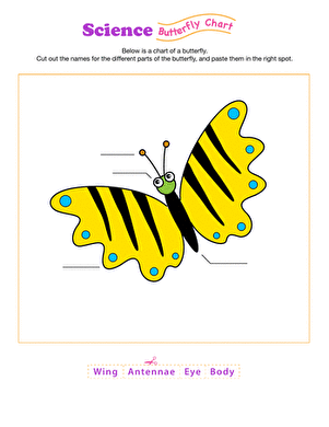 Butterfly Anatomy