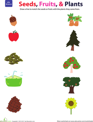 Plant Matters: Seeds, Fruit, and Trees