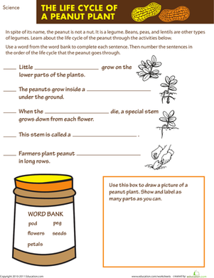 The Life Cycle of a Peanut Plant
